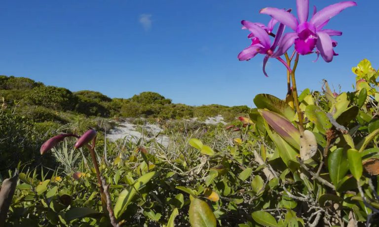 Inpe confirma redução do desmatamento nos principais biomas do país