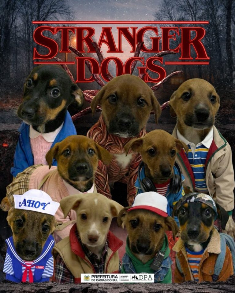 “Stranger Dogs”: filhotes inspirados em série viralizam e incentivam adoção no RS