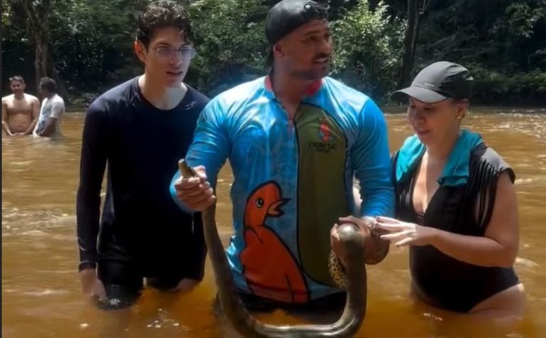 Sucuri-verde é flagrada na Cachoeira da Neblina, em Presidente Figueiredo