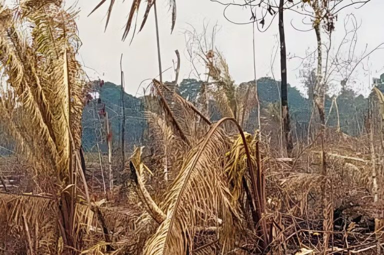 Justiça do AM condena homem a pagar R$ 7 milhões por desmatar área equivalente a mais de 600 campos de futebol