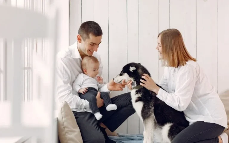 Vereador reapresenta proposta que inclui animais como parte da família em Manaus