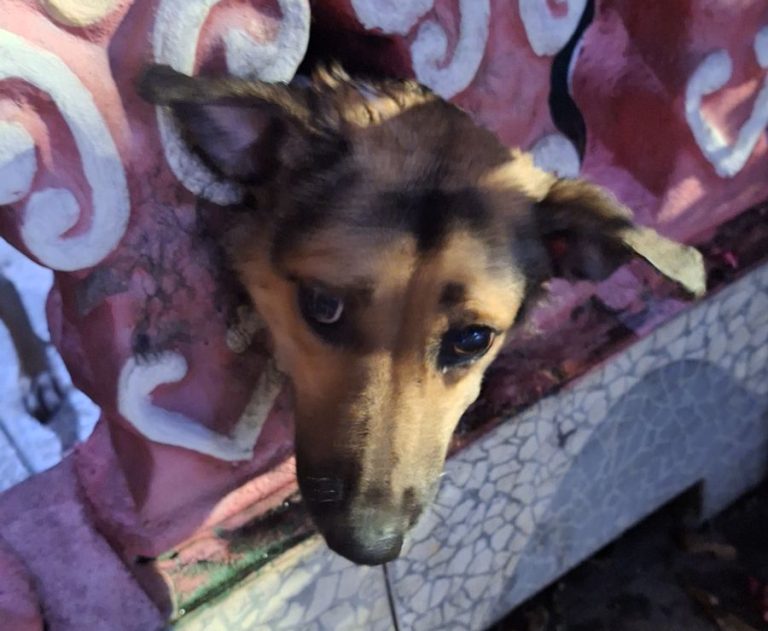 Cachorro é resgatado após ficar com a cabeça presa em mureta de casa em Manaus