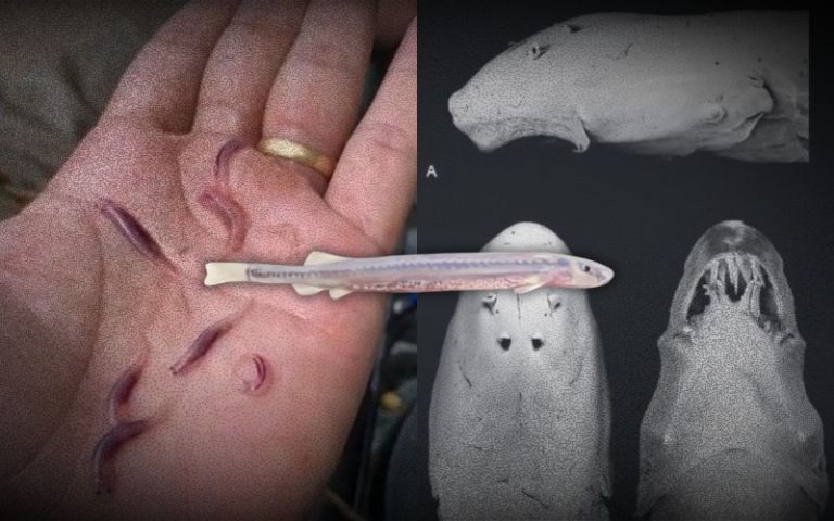 Candiru: o ‘peixe-vampiro’ da Amazônia e os mitos que cercam a espécie