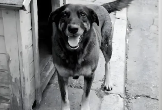 Caso Orelha: pai afirma que adolescente será responsabilizado caso seja provado que matou cão