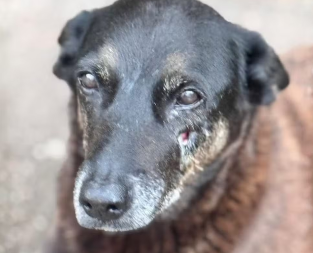 Polícia pede internação de adolescente apontado como agressor do cão Orelha