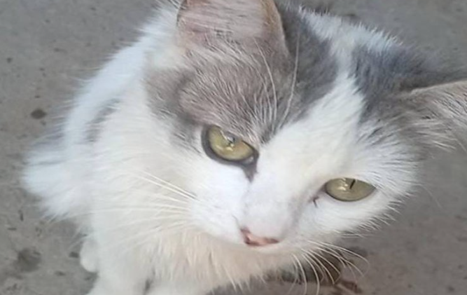 Dois homens são indiciados por torturar e matar gata grávida