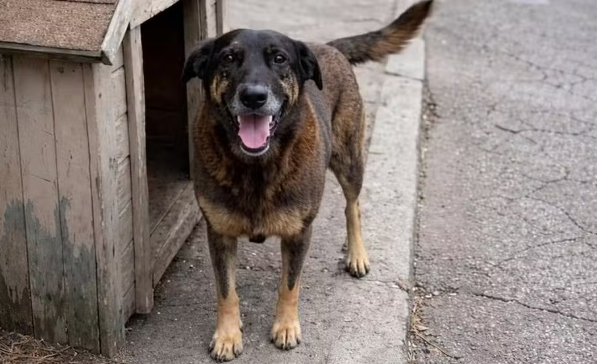 Moradora confessa que espalhou notícia falsa sobre vídeo de agressão ao cão Orelha