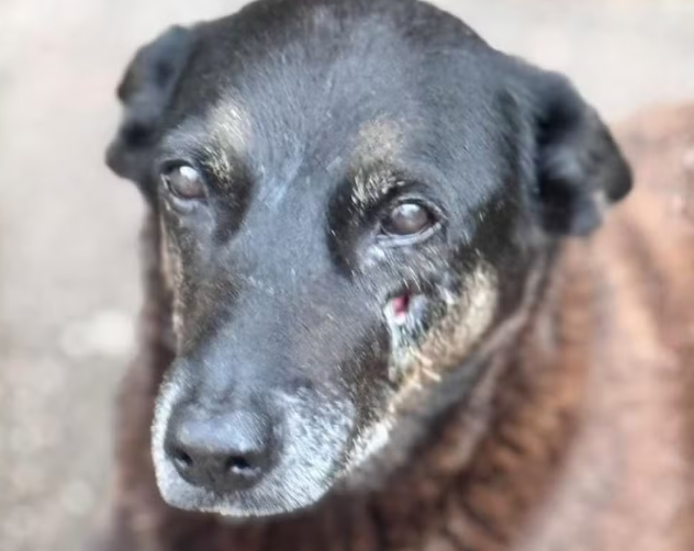 Corpo de cão Orelha será exumado para perícia