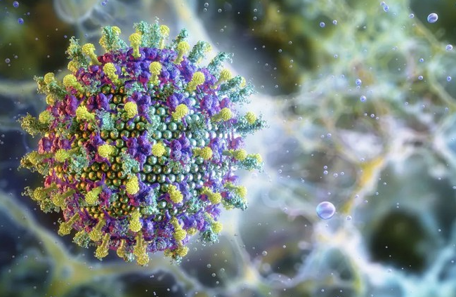 Surto de vírus Nipah no Carnaval? Veja mitos e verdades sobre risco no Brasil