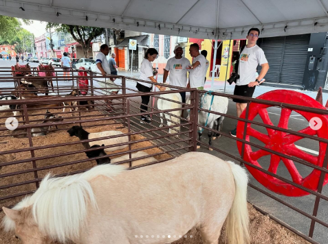 Vereador quer proibir uso de pôneis em festas e passeios em Manaus