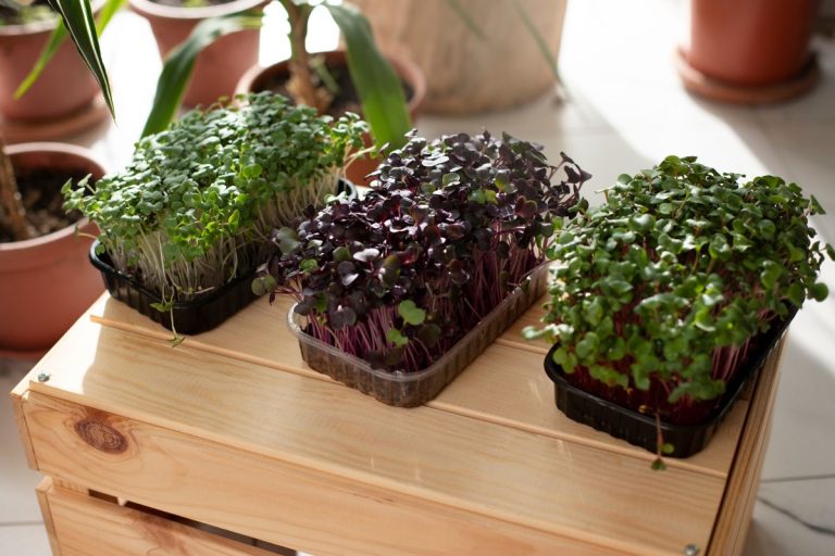 Cultivo de temperos em casa ganha espaço como alternativa saudável e sustentável