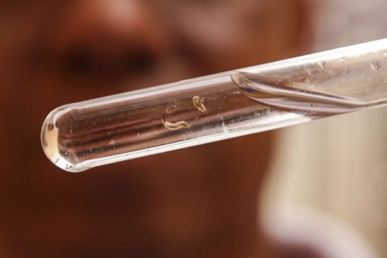 Estudo em Manaus revela por que febre do Oropouche é confundida com dengue no Brasil