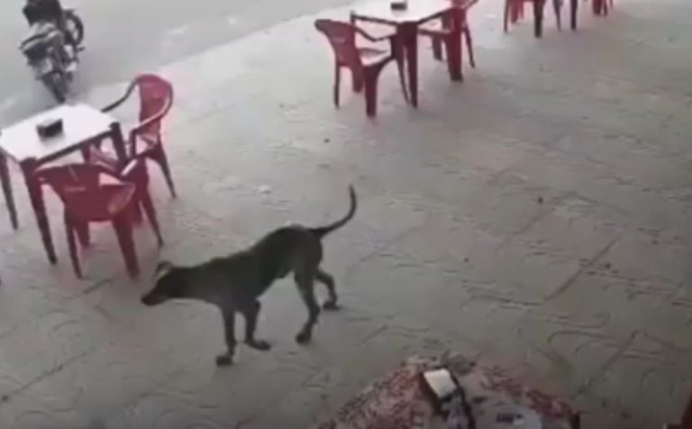 Adolescente de 15 anos é brutalmente assassinado dentro de lanchonete