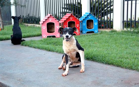 Abandonado? Não! O segredo das leis que transforma cães de rua em ‘pets do bairro’ em Manaus