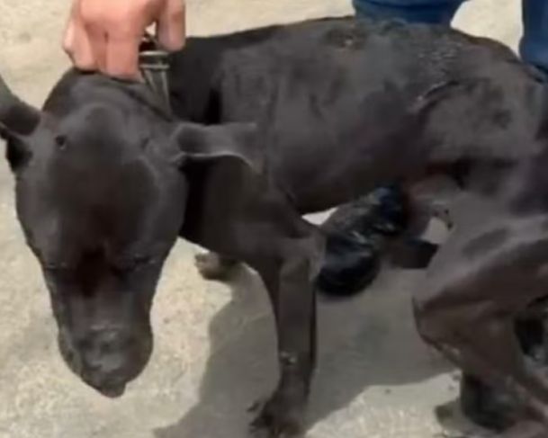 Cão doente é alvo de maus-tratos em Minas Gerais; homem é detido