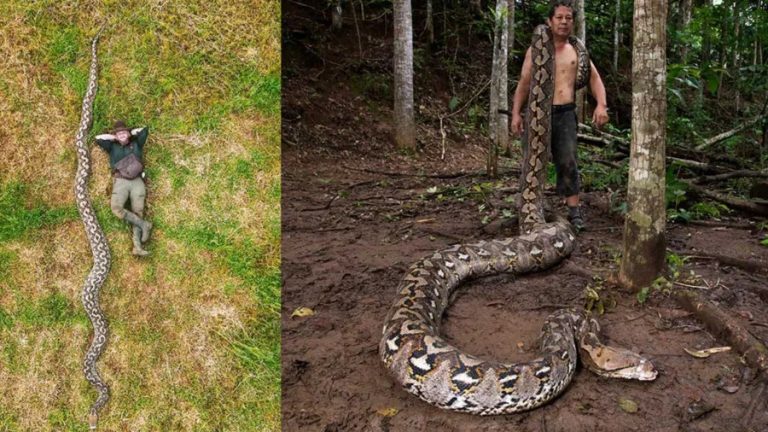 Cobra de 7,22 metros entra para o Guinness como a maior já medida