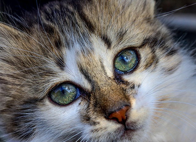 Terceira idade pet: como garantir qualidade de vida a cães e gatos idosos