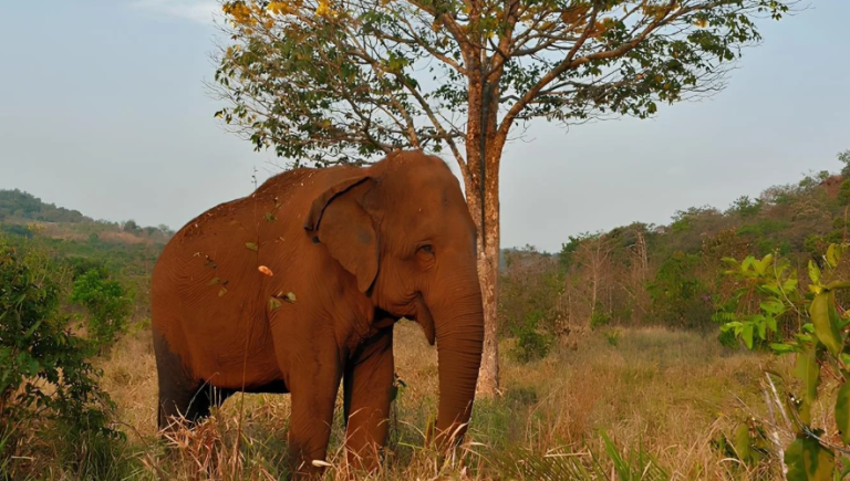Santuário dos Elefantes Brasil quer abrigar animais abandonados por donos de circo