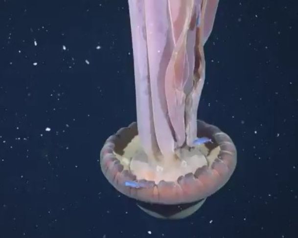 Espécie rara de “agua-viva fantasma gigante” é registrada por cientistas