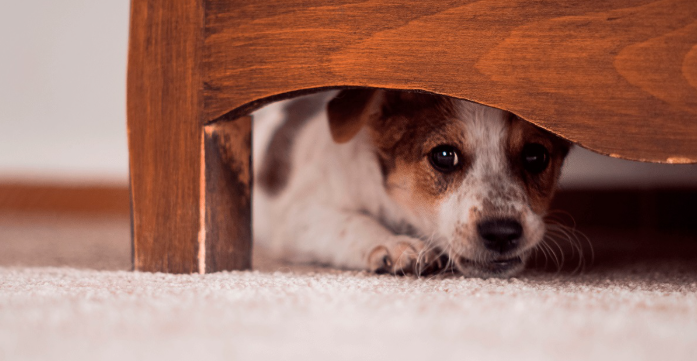 Projeto quer impedir que agressores usem animais para intimidar vítimas de violência em Manaus