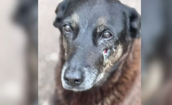 Governo anuncia decreto ‘Cão Orelha’ e aumenta multas em até R$ 1 milhão por maus-tratos a animais