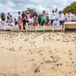 soltura-tratarugas-tracajas