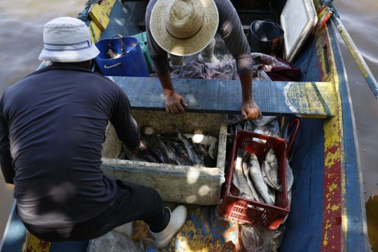 Seguro-defeso libera R$ 179 milhões e beneficia pescadores no Amazonas