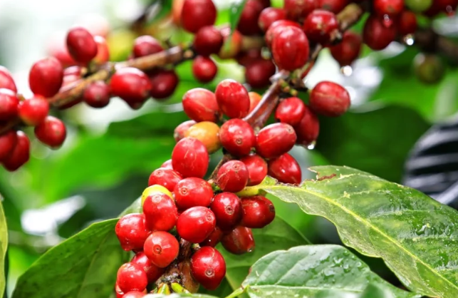 Café da espécie arabica