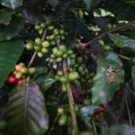 café amazonas