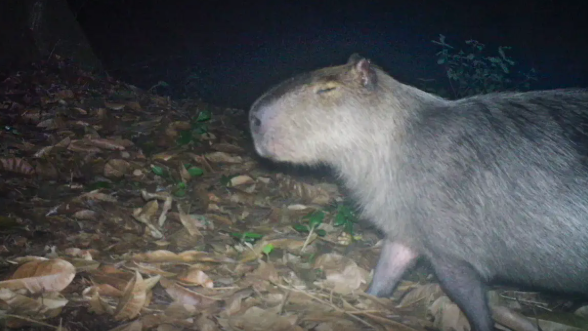 Capivara é agredida no Rio de Janeiro e autores são presos