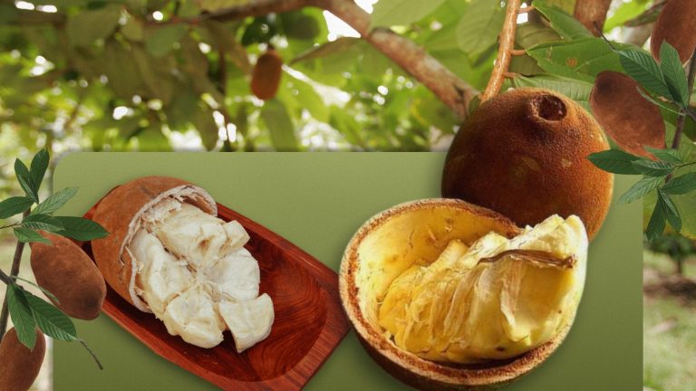 Cupuaçu é o coringa da confeitaria amazônica; veja como usar