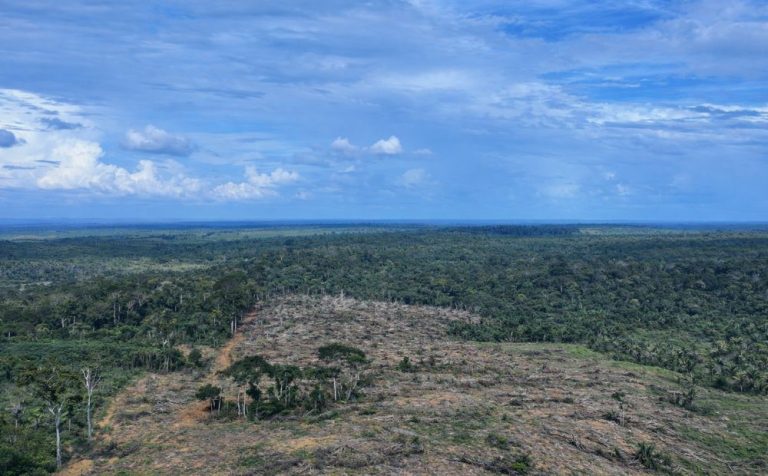 Ipaam multa e embarga área desmatada equivalente a 49 campos de futebol no AM