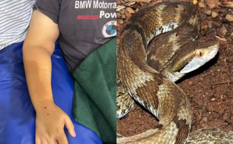 Mulher é picada por cobra jararaca enquanto colhia abóboras em sítio