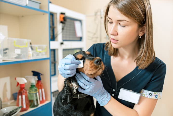 Animais feridos nas ruas de Manaus podem receber primeiros socorros pelo CCZ
