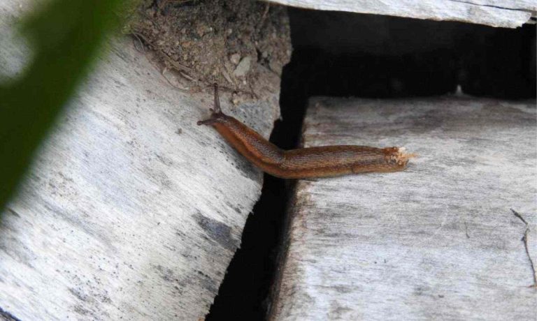 Lesmas avançam no período chuvoso e podem trazer doenças para dentro de casa