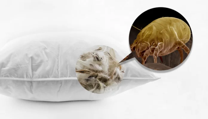 Você dorme com milhões de ácaros e nem percebe; veja como se proteger