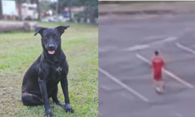 Bombeiro militar que matou cachorro a tiros é afastado da corporação