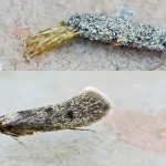 tracas-12193859078099