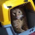 redeondadigital_pets_cuidados.jpg