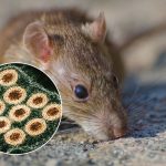 hantavirus