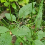 picão preto